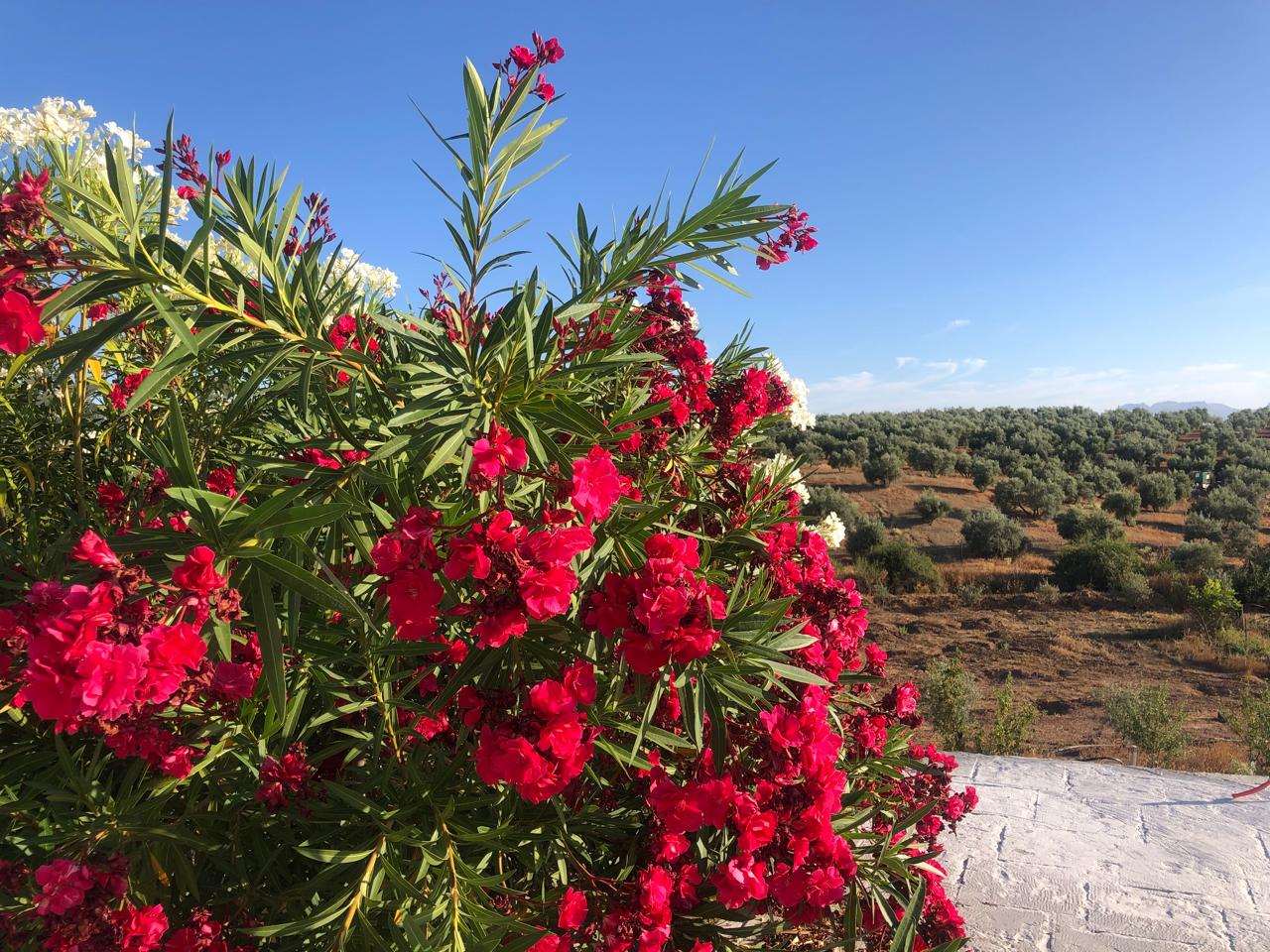 Roter Bouganville Strauch mit Ausblick auf Olivenhaine in Los Almendros